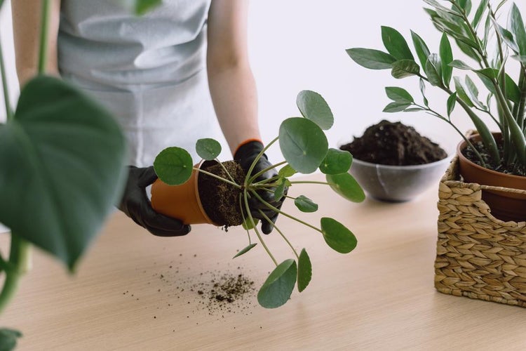 Omplantning af pilea